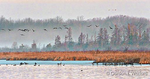 Migrating Geese At Sunrise_DSCF21472.jpg - Canada Geese (Branta canadensis) photographed along the Rideau Canal Waterway at Kilmarnock, Ontario, Canada.